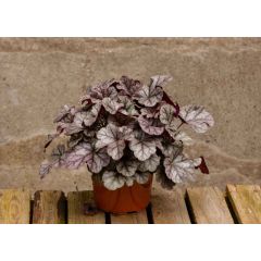 Żurawka 'Cinnabar Silver' - Heuchera Cinnabar Silver